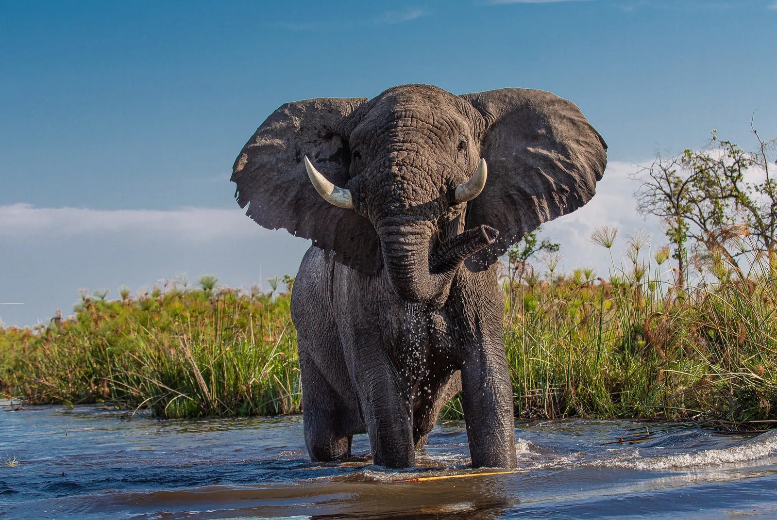 9 Day Tanzania Safari – Nyerere, Mikumi & Ruaha