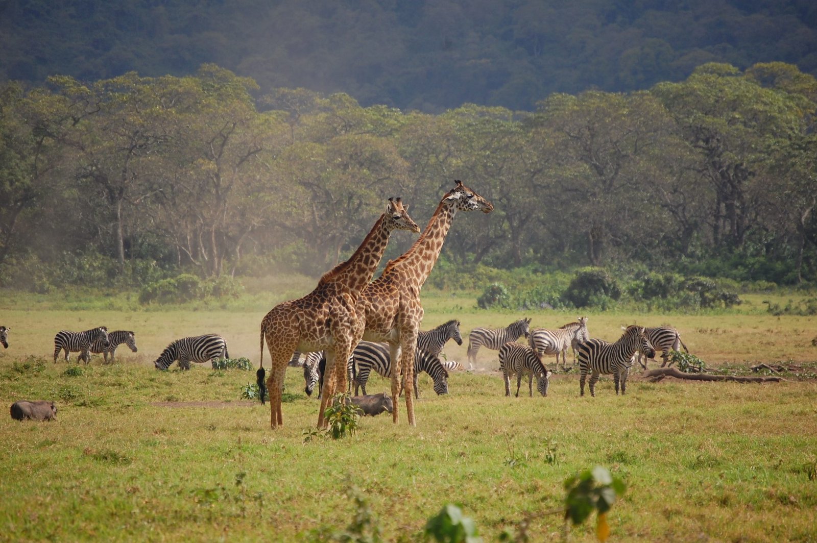 Luxury Tanzania Safari &ndash; 14‑Day Ultimate Adventure