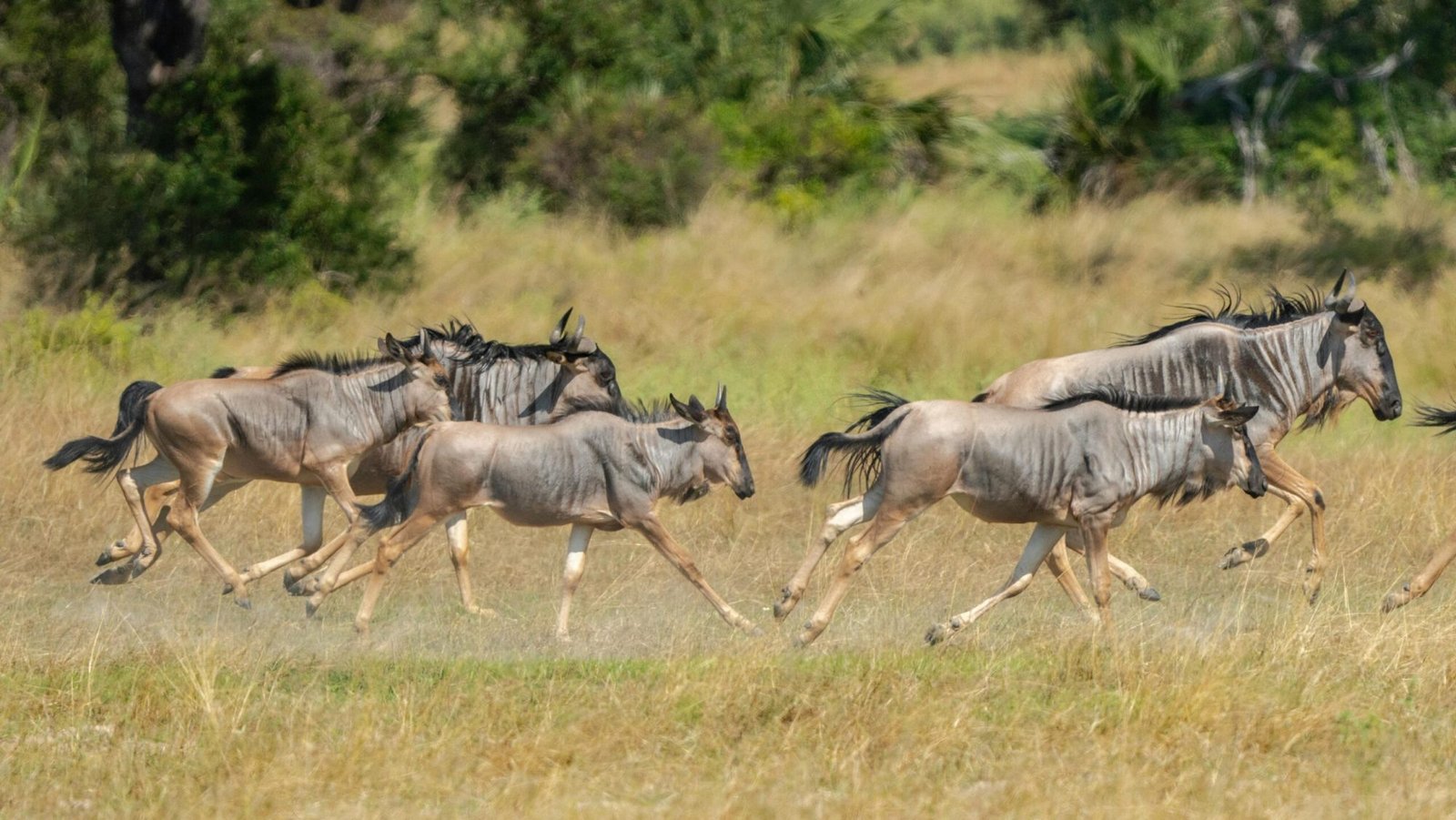 Northern Serengeti Safari &ndash; 4‑Day Luxury Wilderness Escape