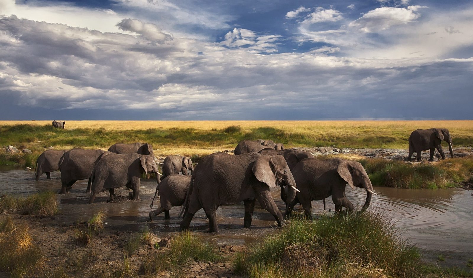 Calving Season Safari – 7‑Day Tanzania Wildlife & Zanzibar