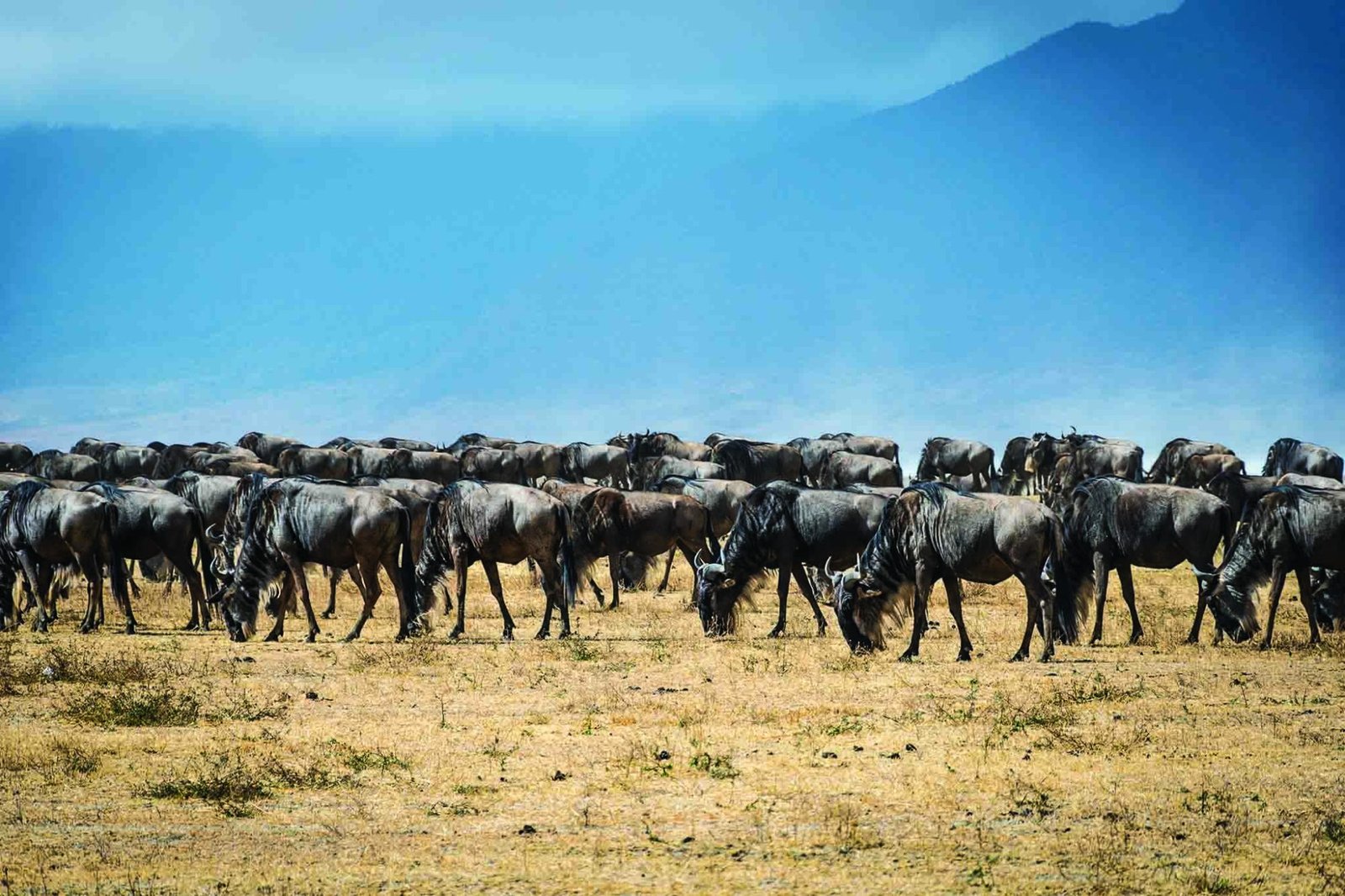 Serengeti migration safari &ndash; 8‑day adventure