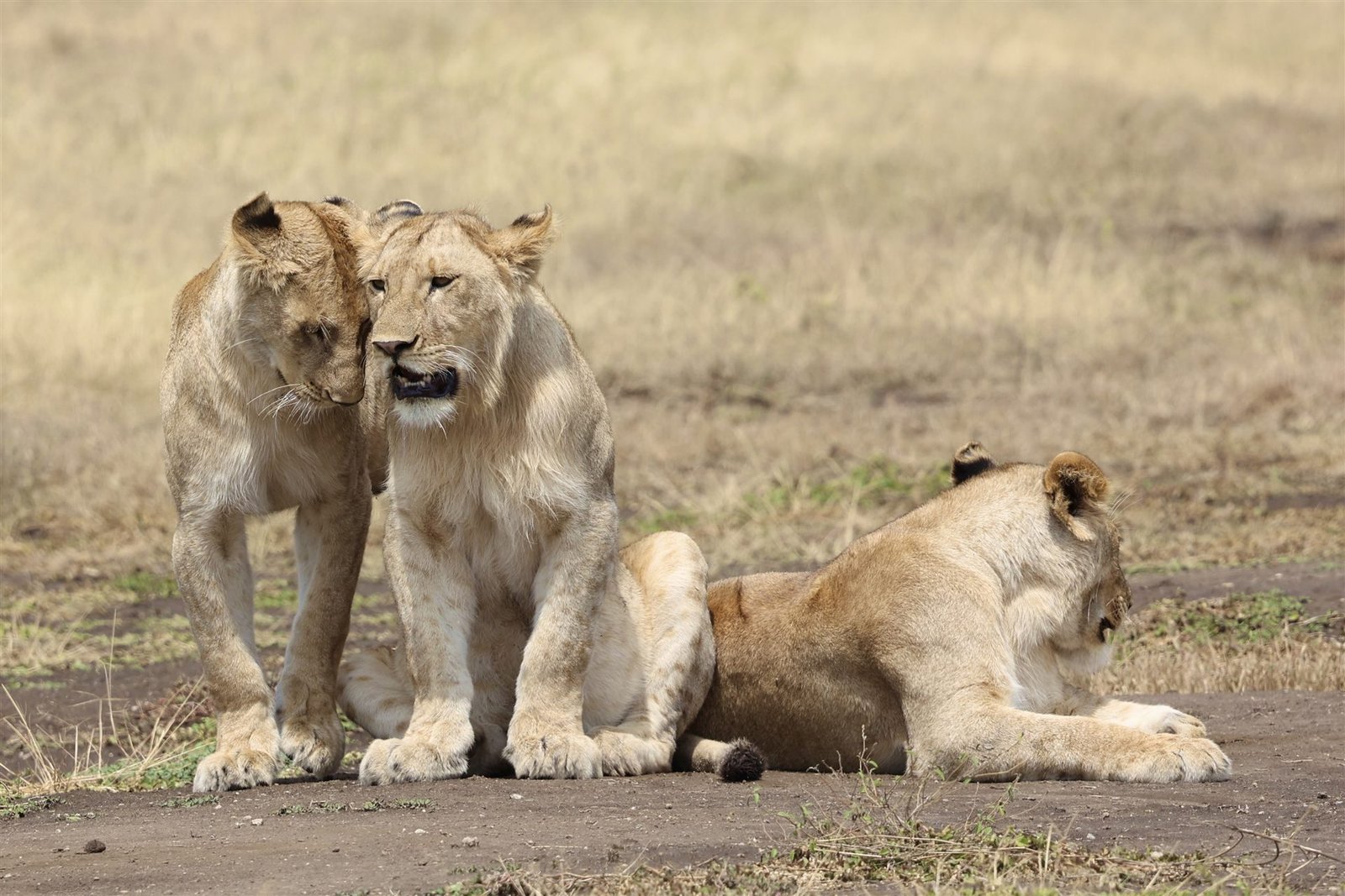 Luxury Safari & Beach &ndash; 14‑Day Tanzania Adventure