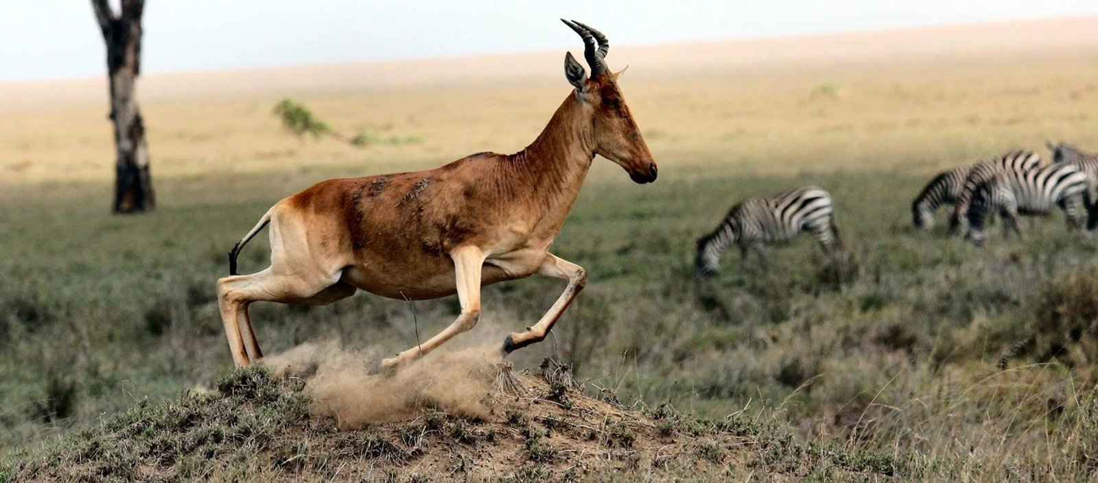 Tanzania Safari &ndash; 6‑Day Arusha, Serengeti & Ngorongoro