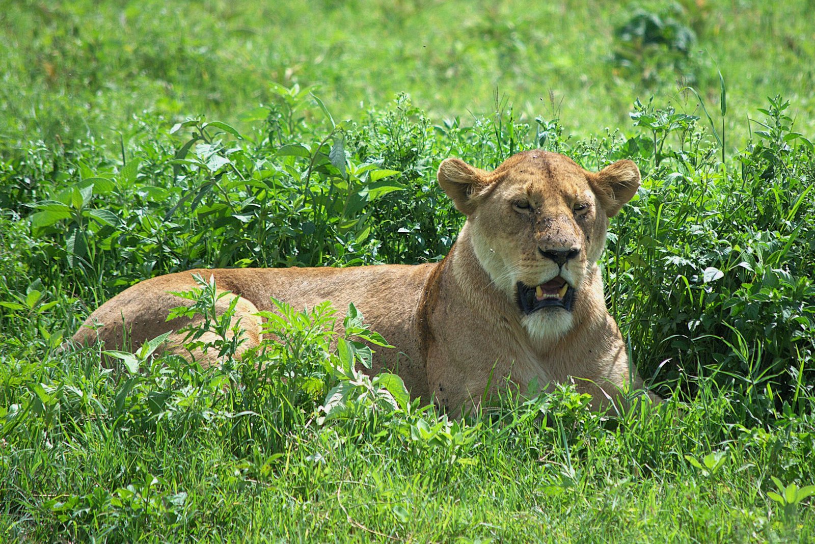 8‑Day Great Migration Safari – Serengeti & Ngorongoro