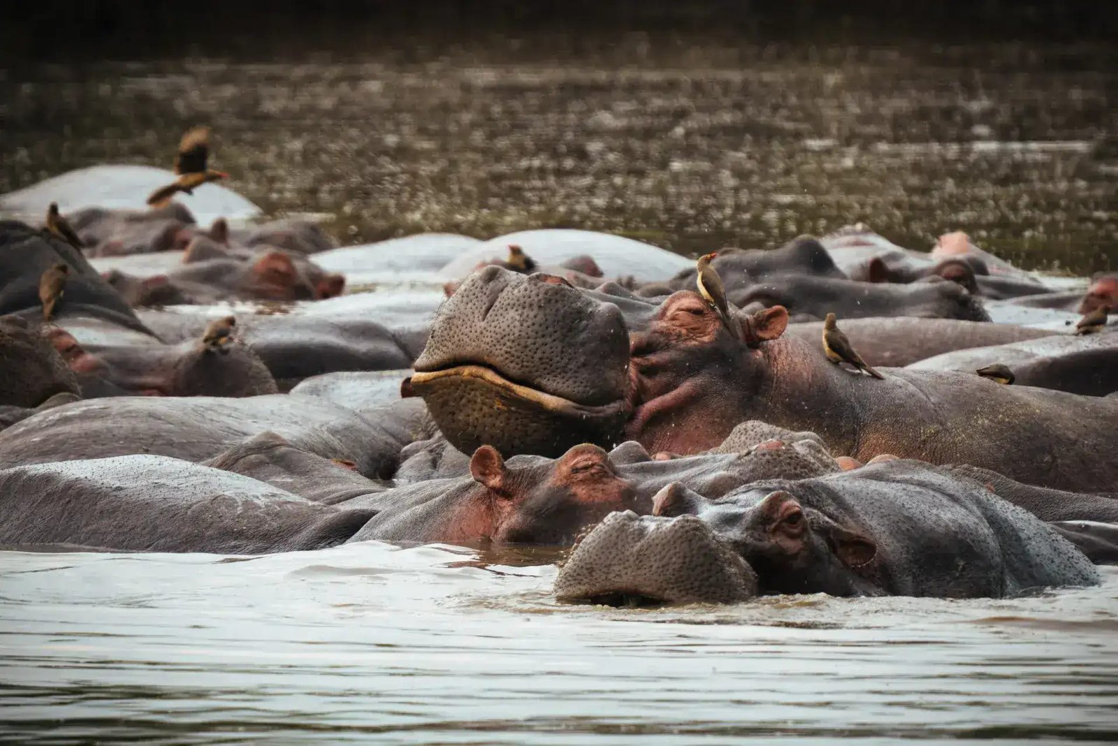 9‑Day Migration Safari – Tarangire, Serengeti & Zanzibar