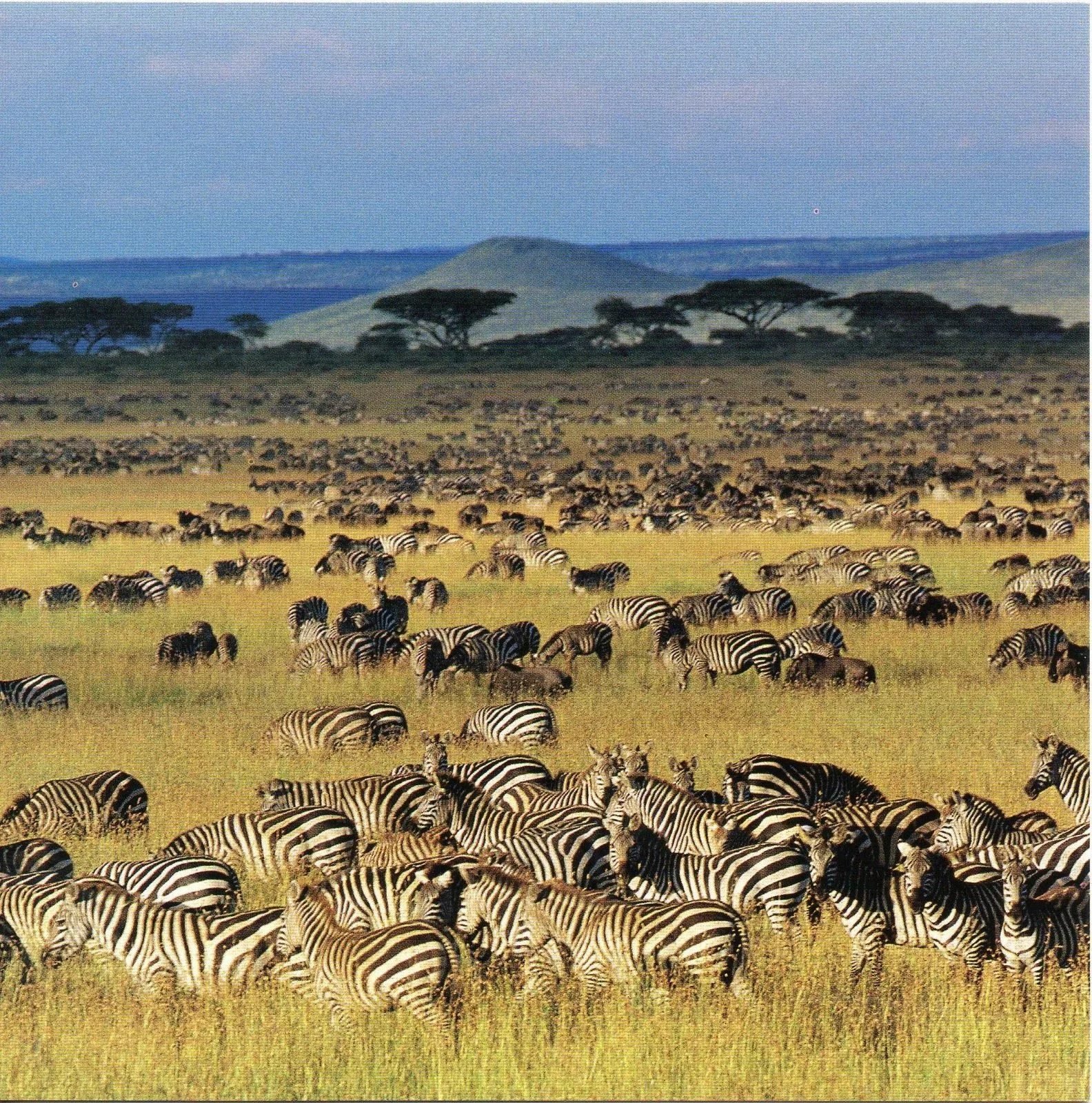 Calving Season Safari &ndash; 6‑Day Serengeti & Ngorongoro