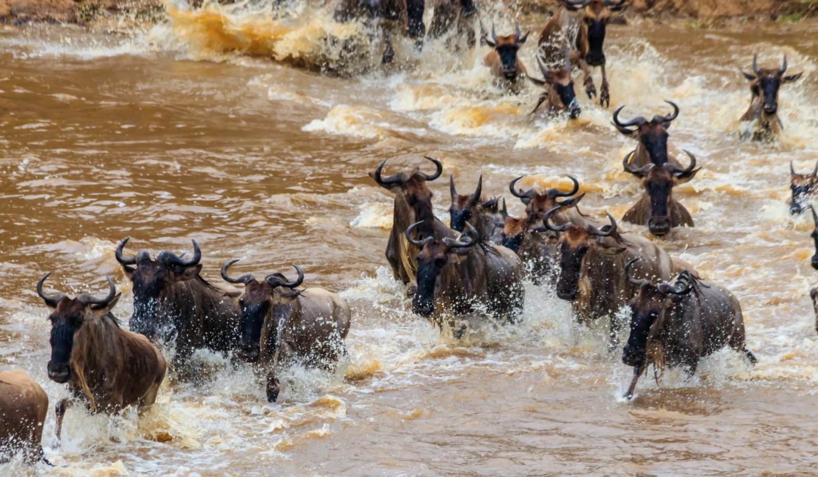 6-Day River Crossing Safari &ndash; Great Migration in Tanzania