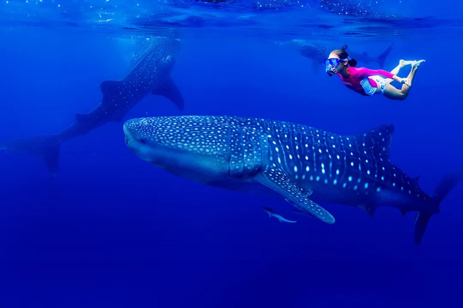 Mafia Island Whale Shark Safari &ndash; 4-Day Marine Adventure