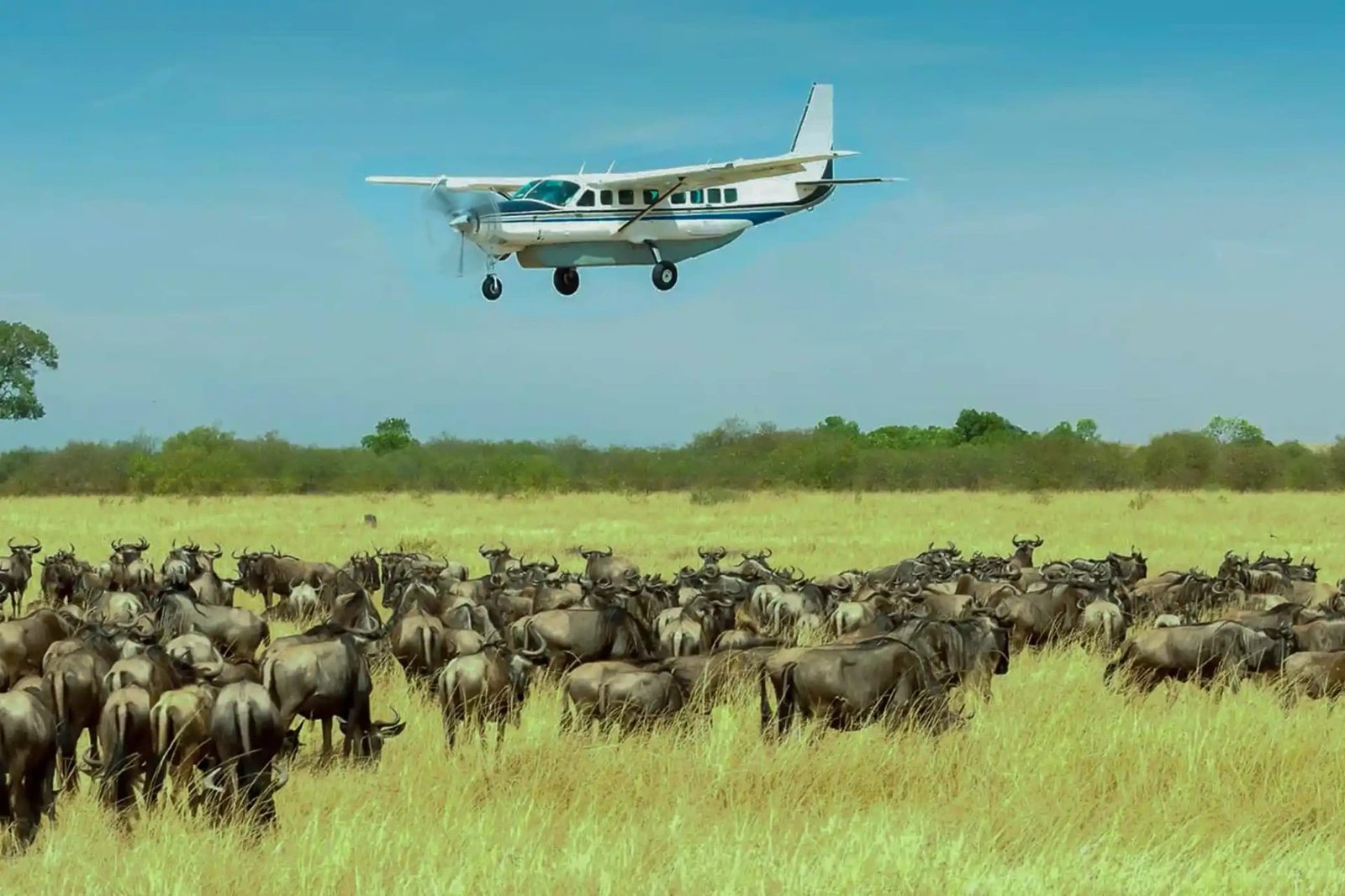 Great Migration Safari – 5‑Day Northern Serengeti Adventure