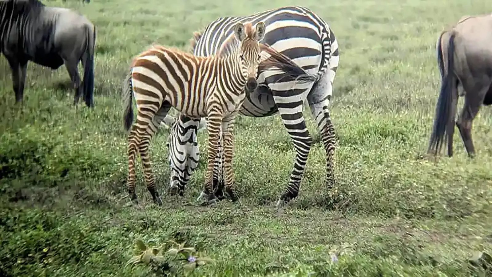 Tanzania Wildlife Safari &ndash; 5 Days of Calving & Crater