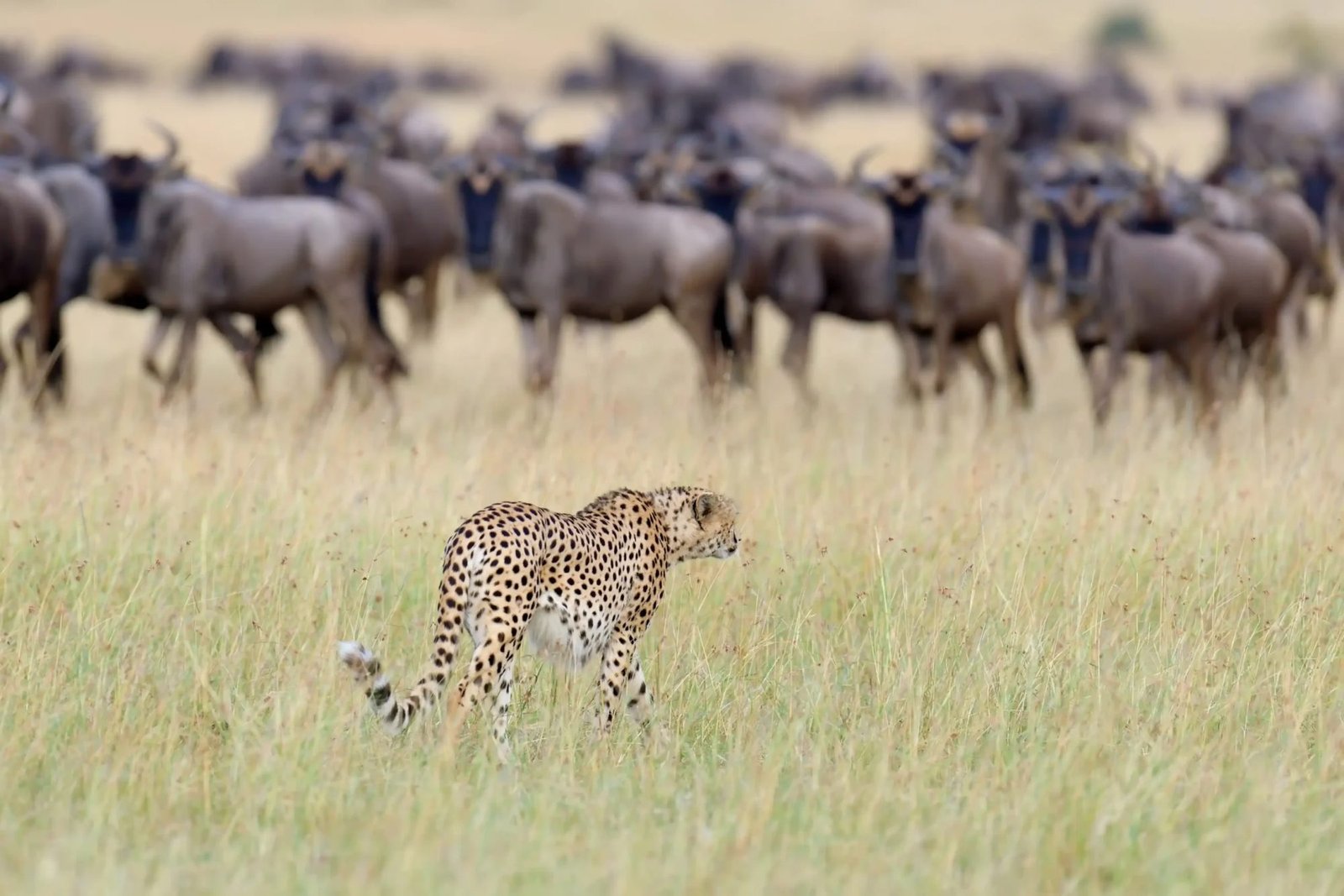 Serengeti Safari: 9‑Day Northern Tanzania Adventure