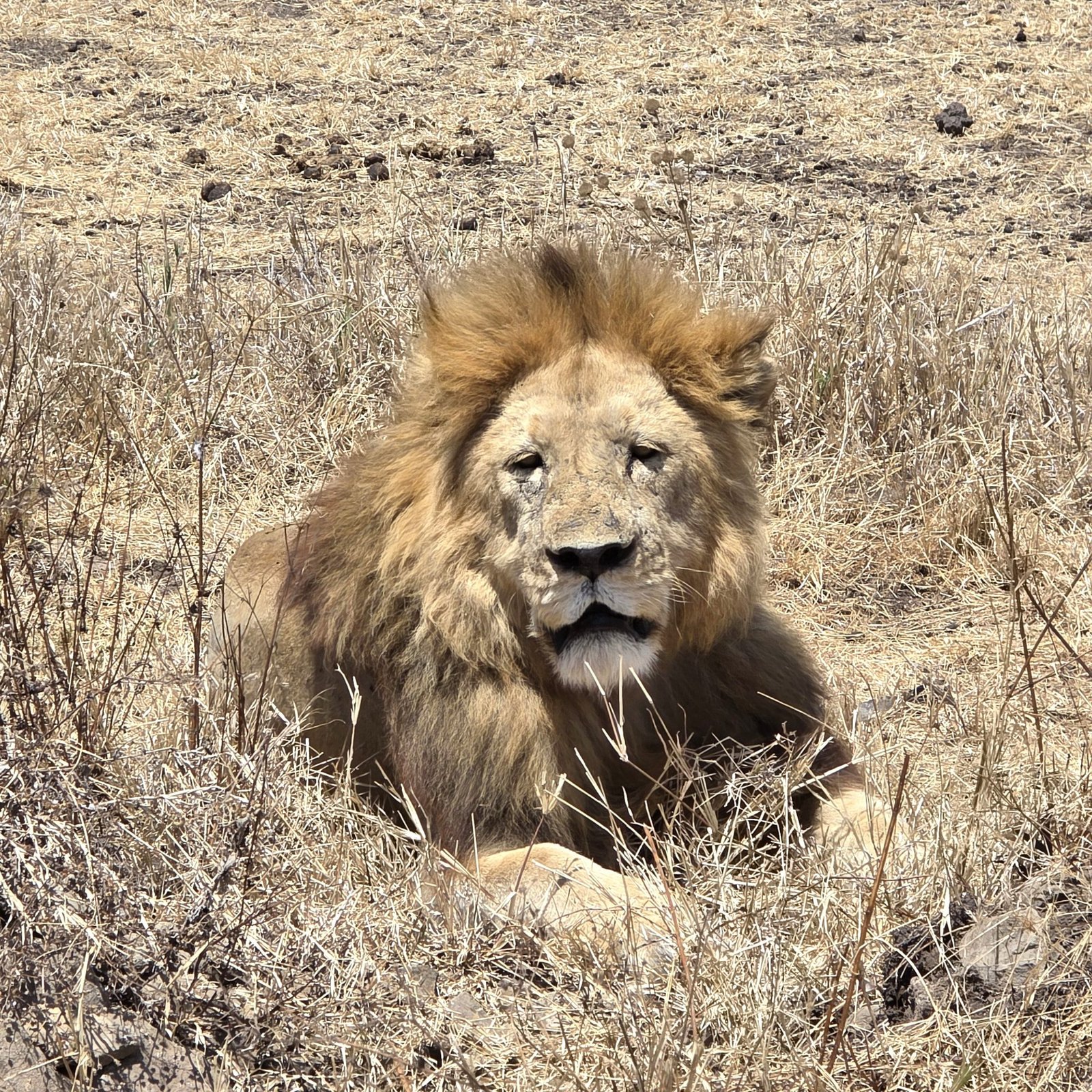 Day Safari from Arusha &ndash; Arusha, Tarangire & Lake Manyara