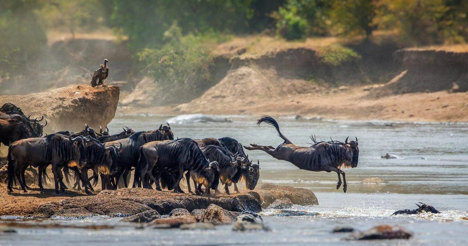 Northern Serengeti Migration Safari – 7‑Day Luxury Adventure