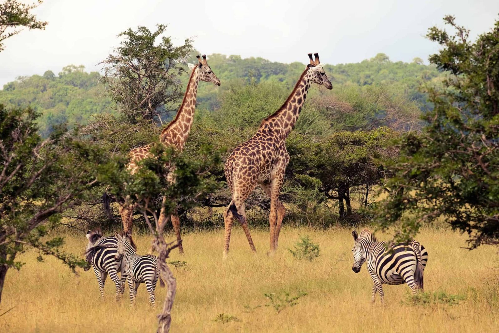 5 Day Tanzania Safari &ndash; Nyerere & Mikumi Adventure
