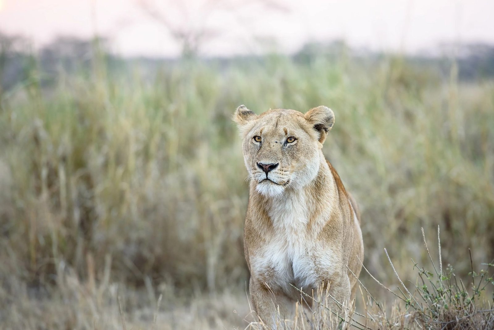 8 Day Tanzania Safari &ndash; Nyerere, Mikumi & Ruaha