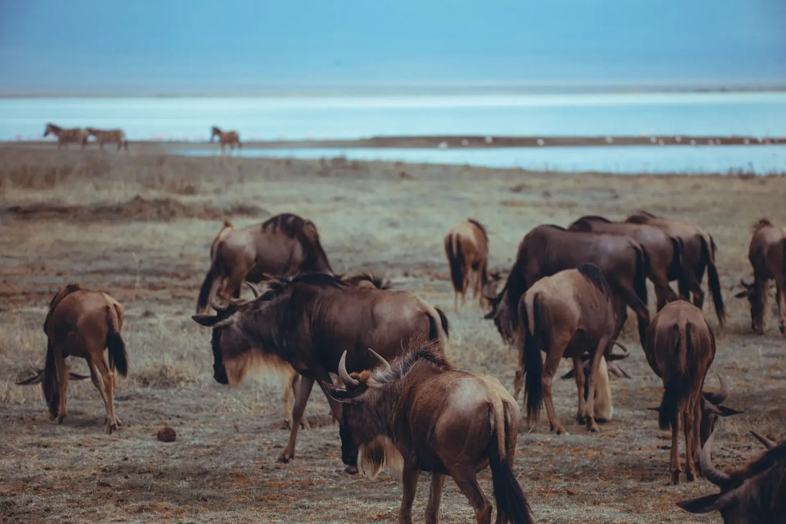 10‑Day Great Migration Safari – Serengeti & Ngorongoro