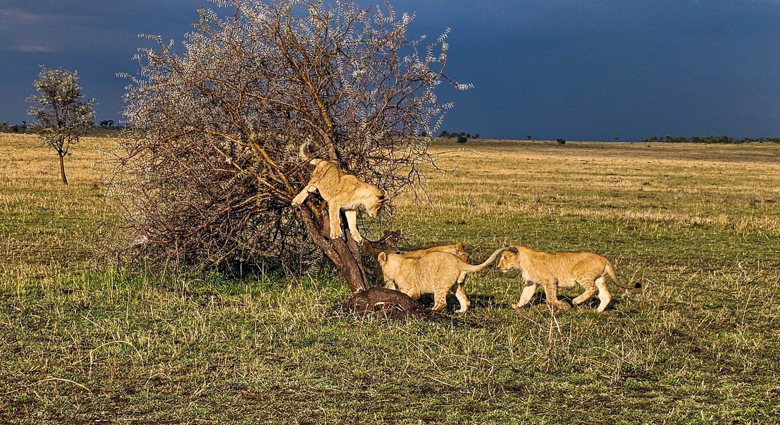 10‑Day Great Migration Safari – Tanzania Wildlife Adventure
