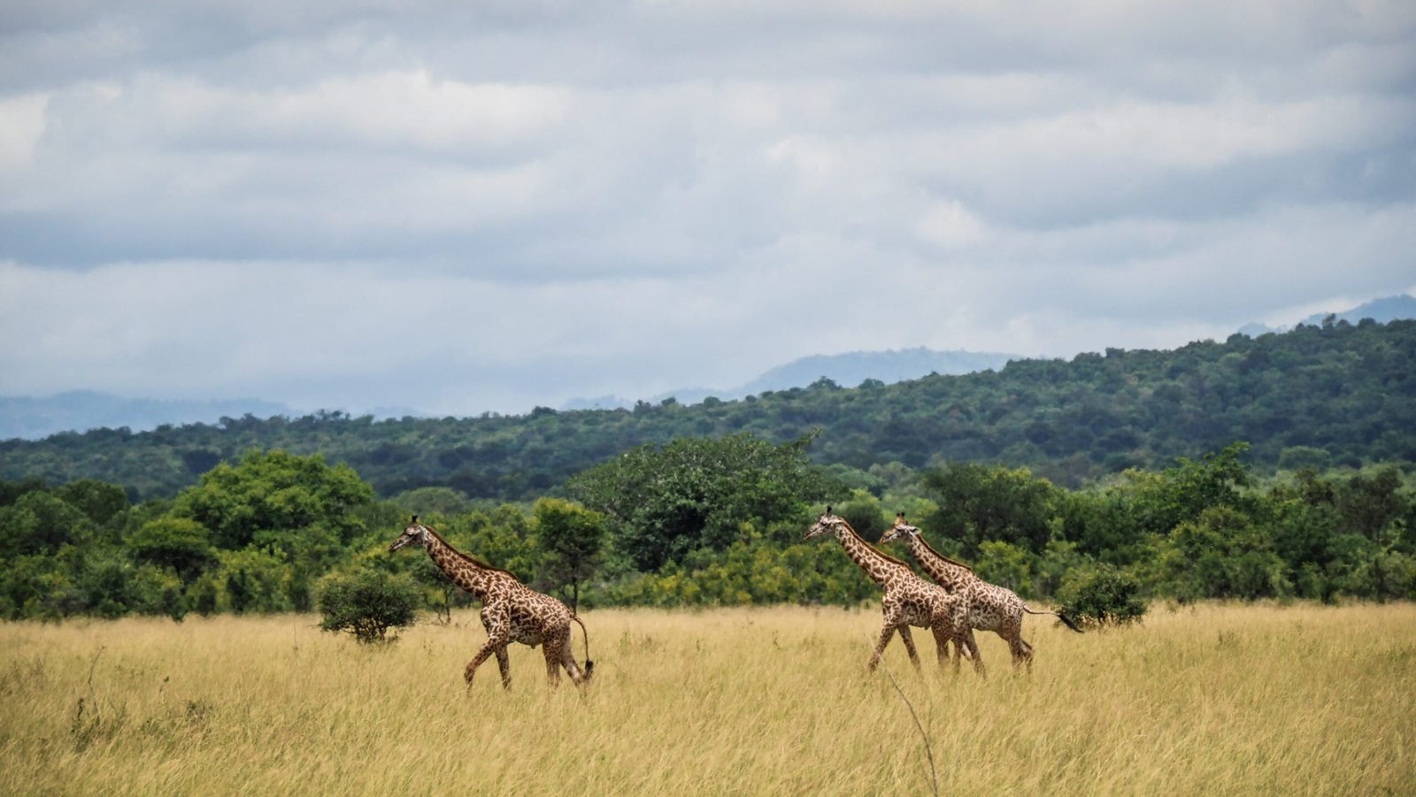 Mikumi Day Safari &ndash; Full‑Day Wildlife Adventure in Tanzania