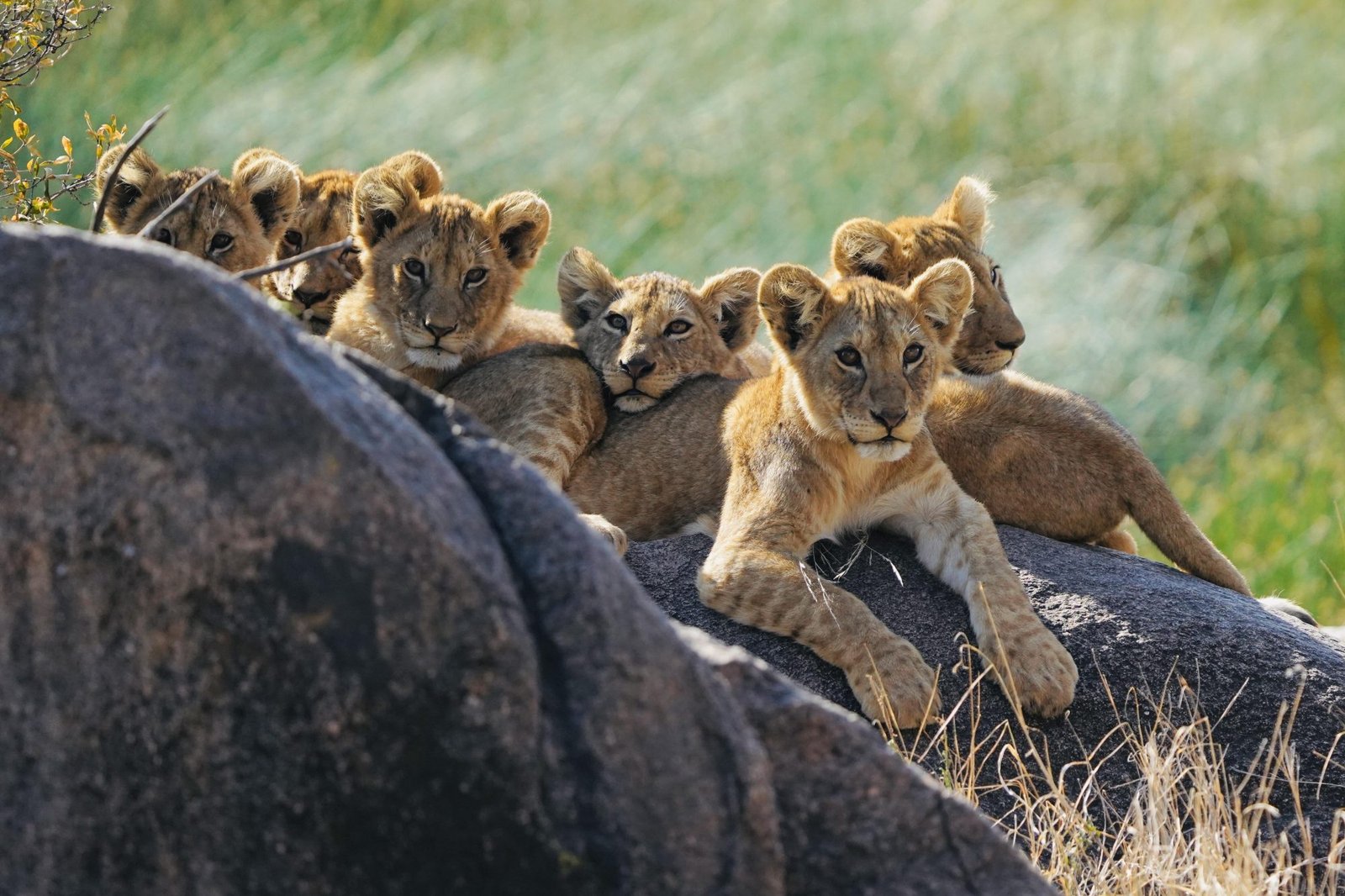 Tanzania Safari: 6‑Day Journey Tarangire to Ngorongoro
