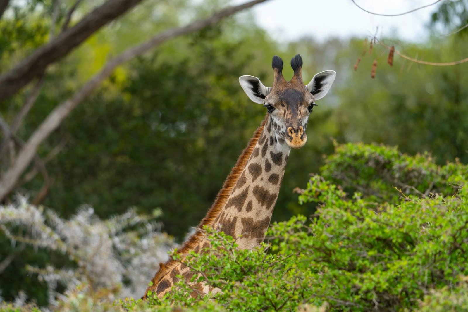 NYERERE NATIONAL PARK ONE DAY FLY-IN & FLY-OUT SAFARI