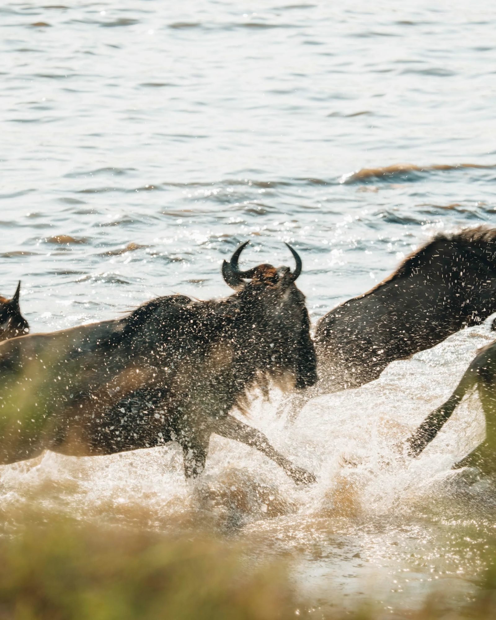 12‑Day Great Migration Safari & Zanzibar Beach Escape