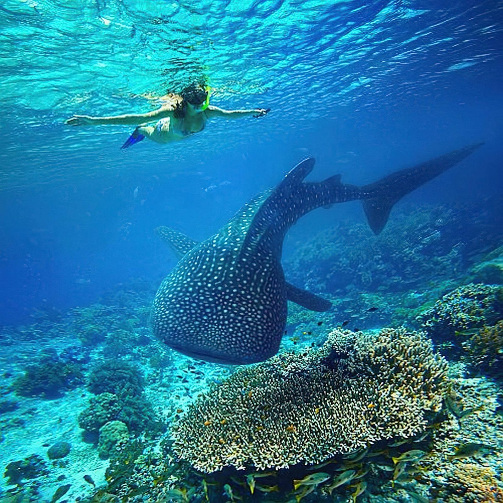 Mafia Island Whale Shark Safari &ndash; 5‑Day Luxury Beach Escape