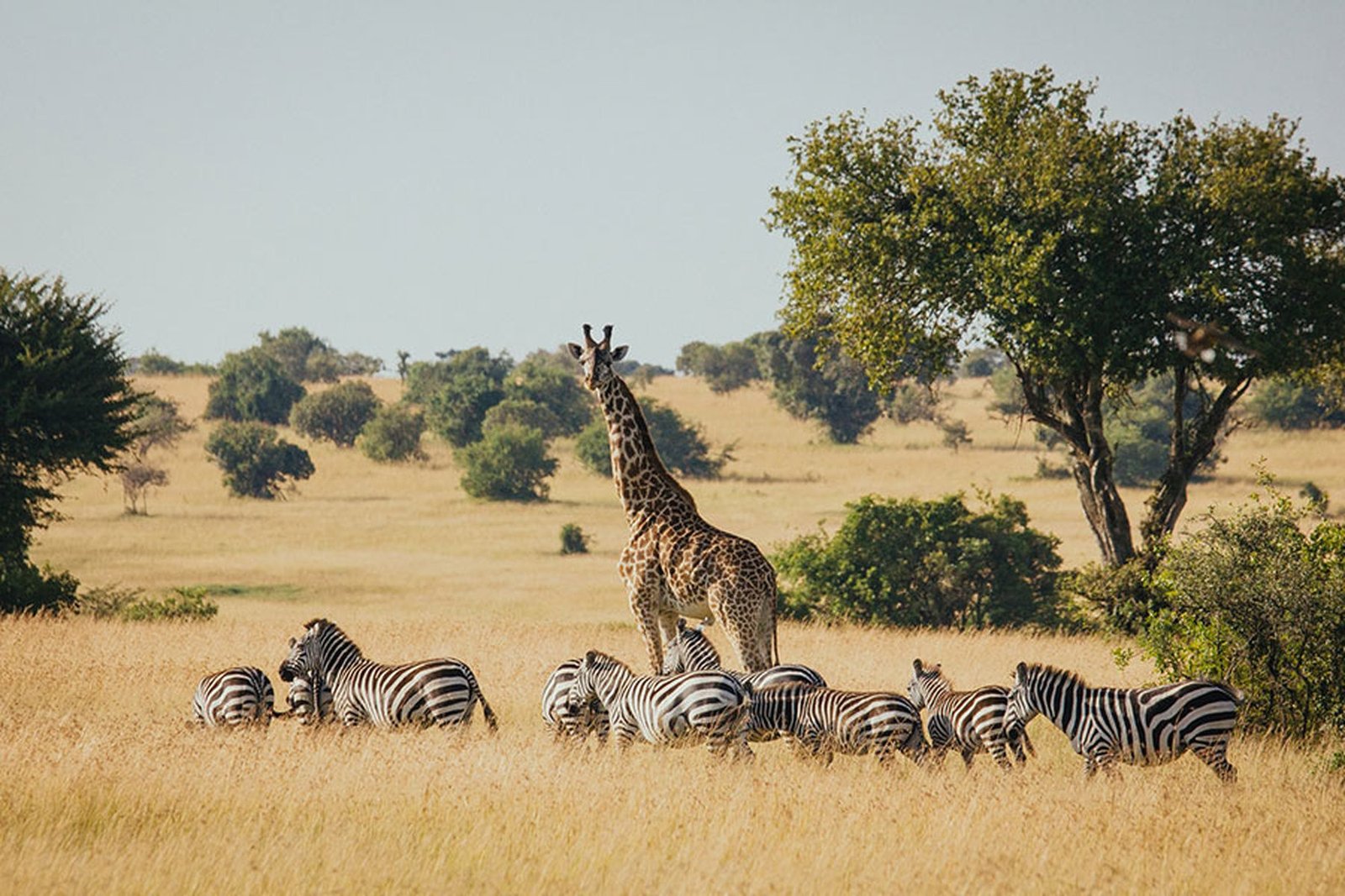 4 Day Tanzania Safari &ndash; Tarangire, Manyara & Ngorongoro