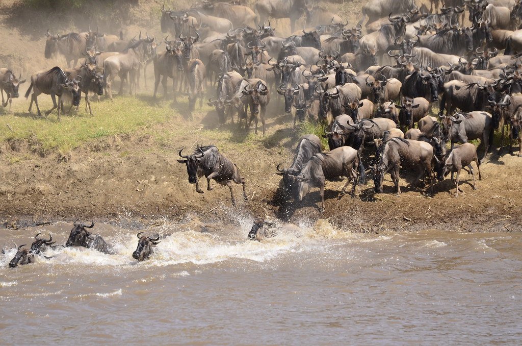 Migration Experiences · Fly-In safari landscape