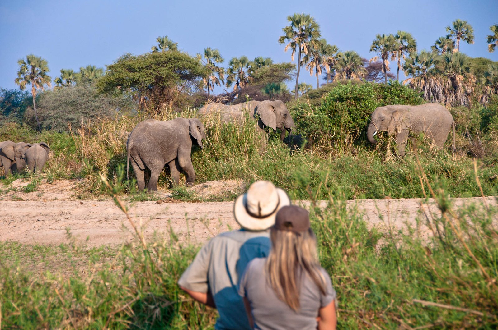 Walking Safaris