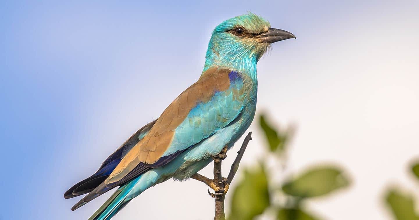 Avian Wonders