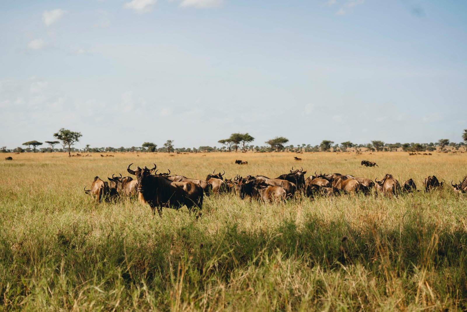 Northern Circuit safari landscape