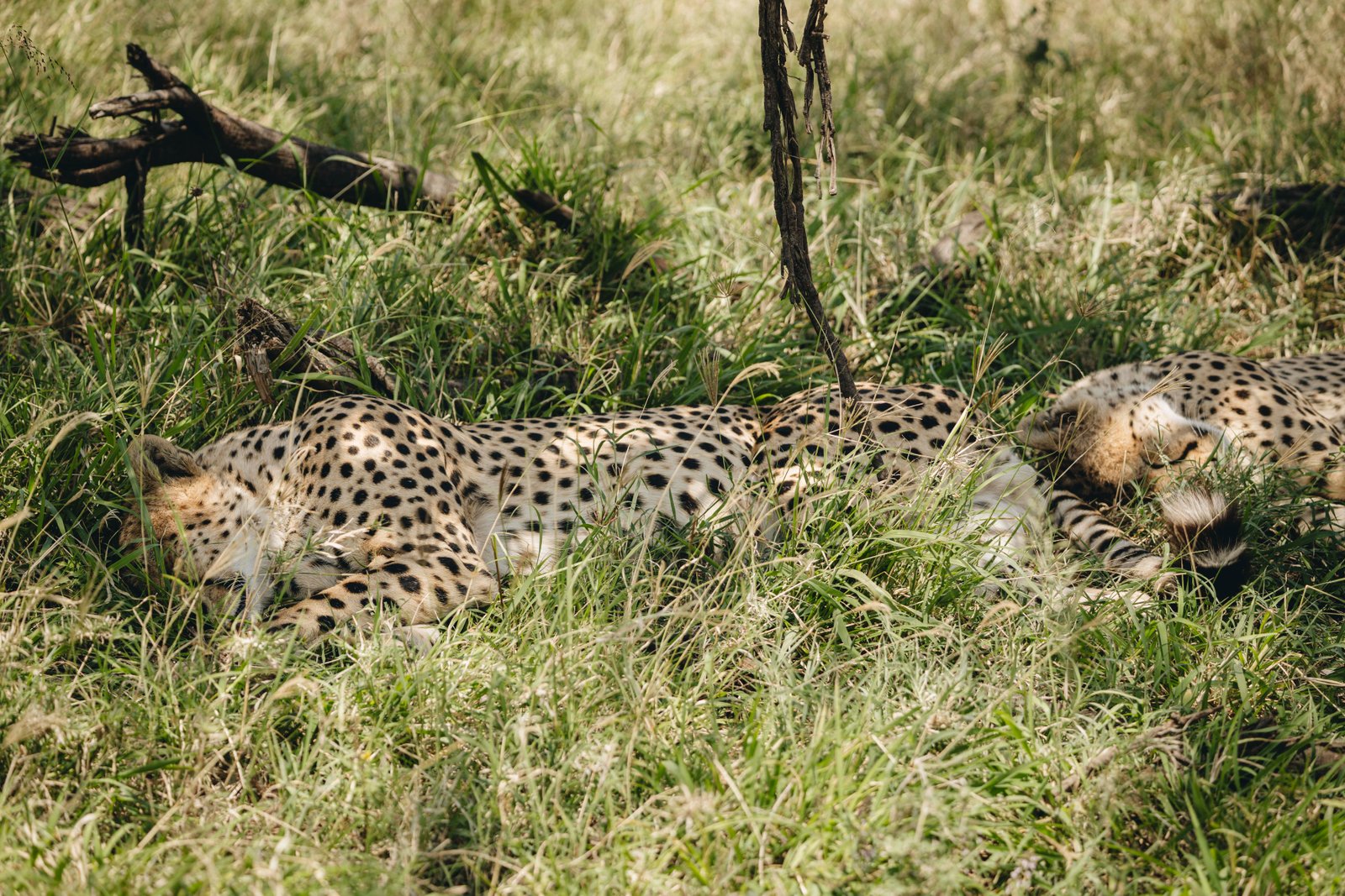 Tanzania safari landscape at golden hour