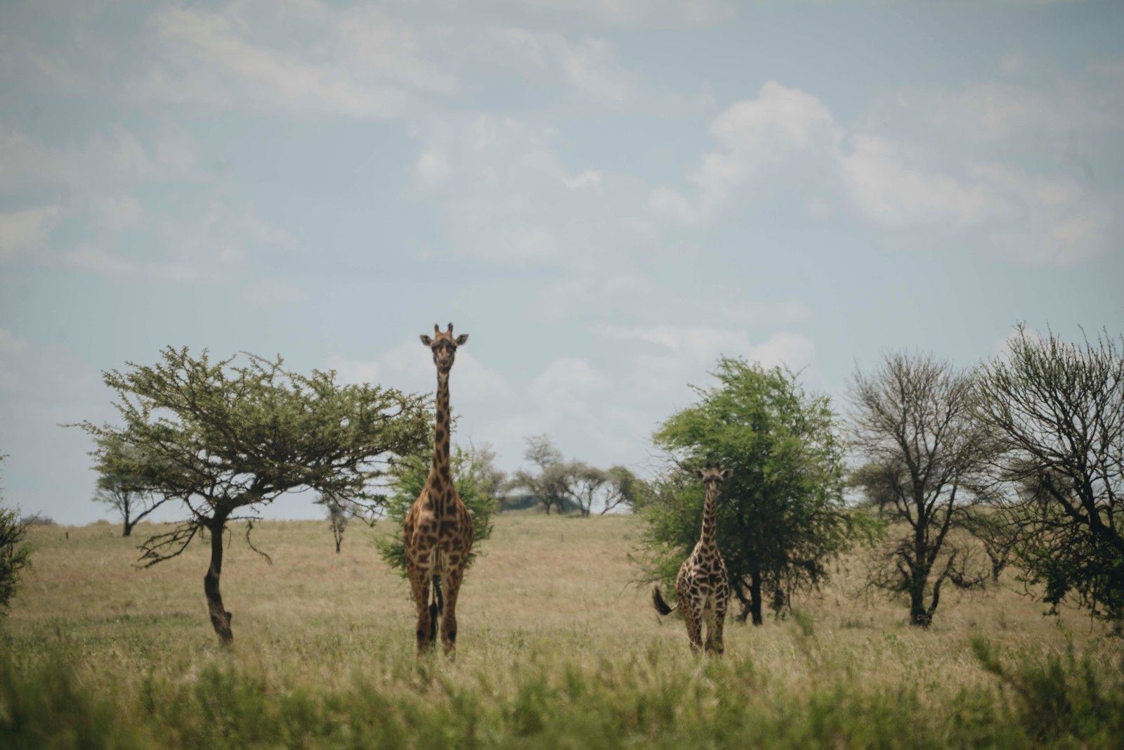 Plan a private journey through Tanzania