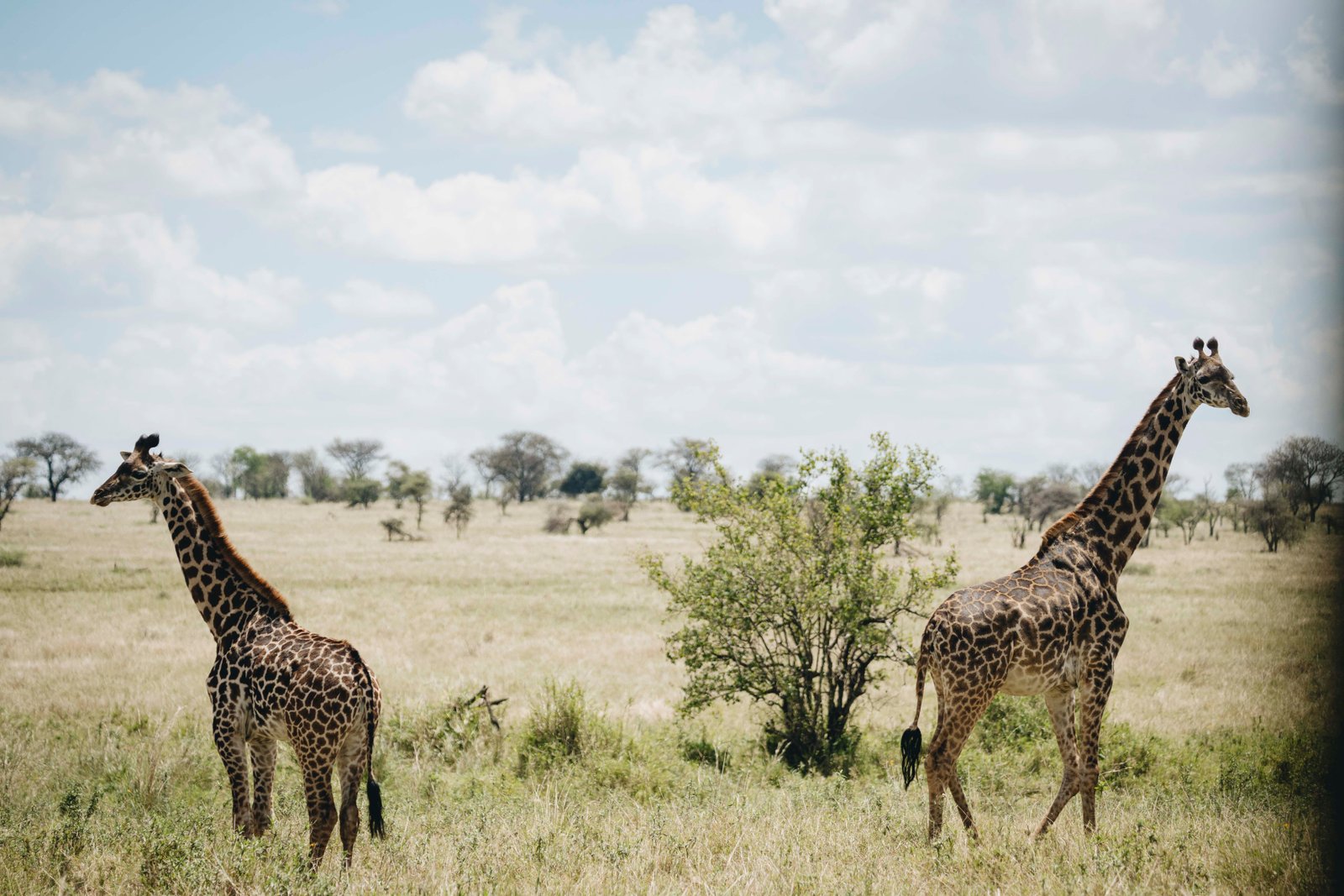 Tanzania landscape