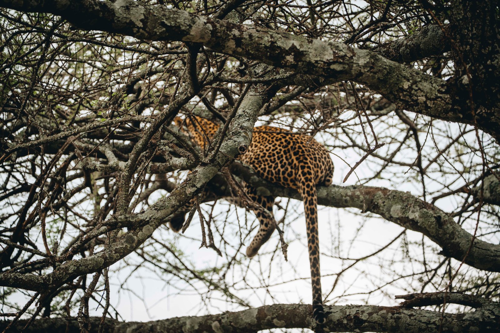 Tanzania safari landscape