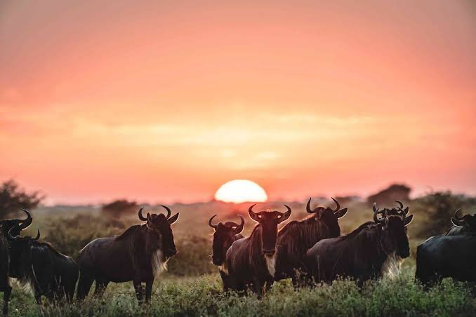 Mid-Range Safaris safari landscape