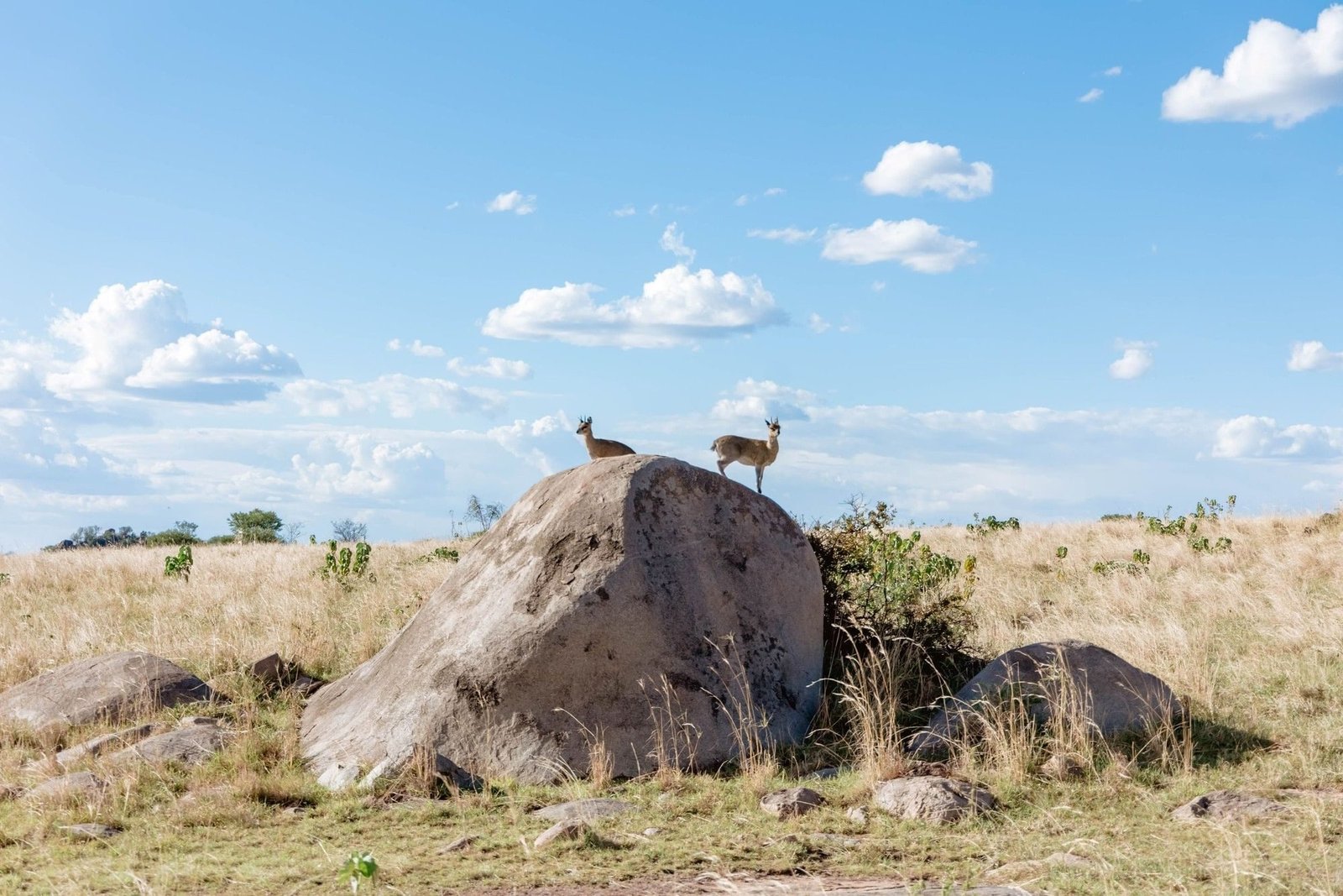 Mbuzi Mawe Serena Camp - view 4