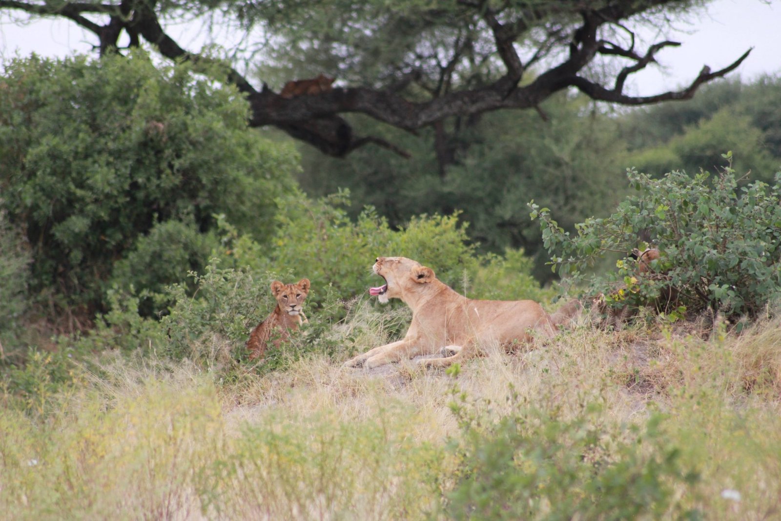 Tarangire River Camp - view 4