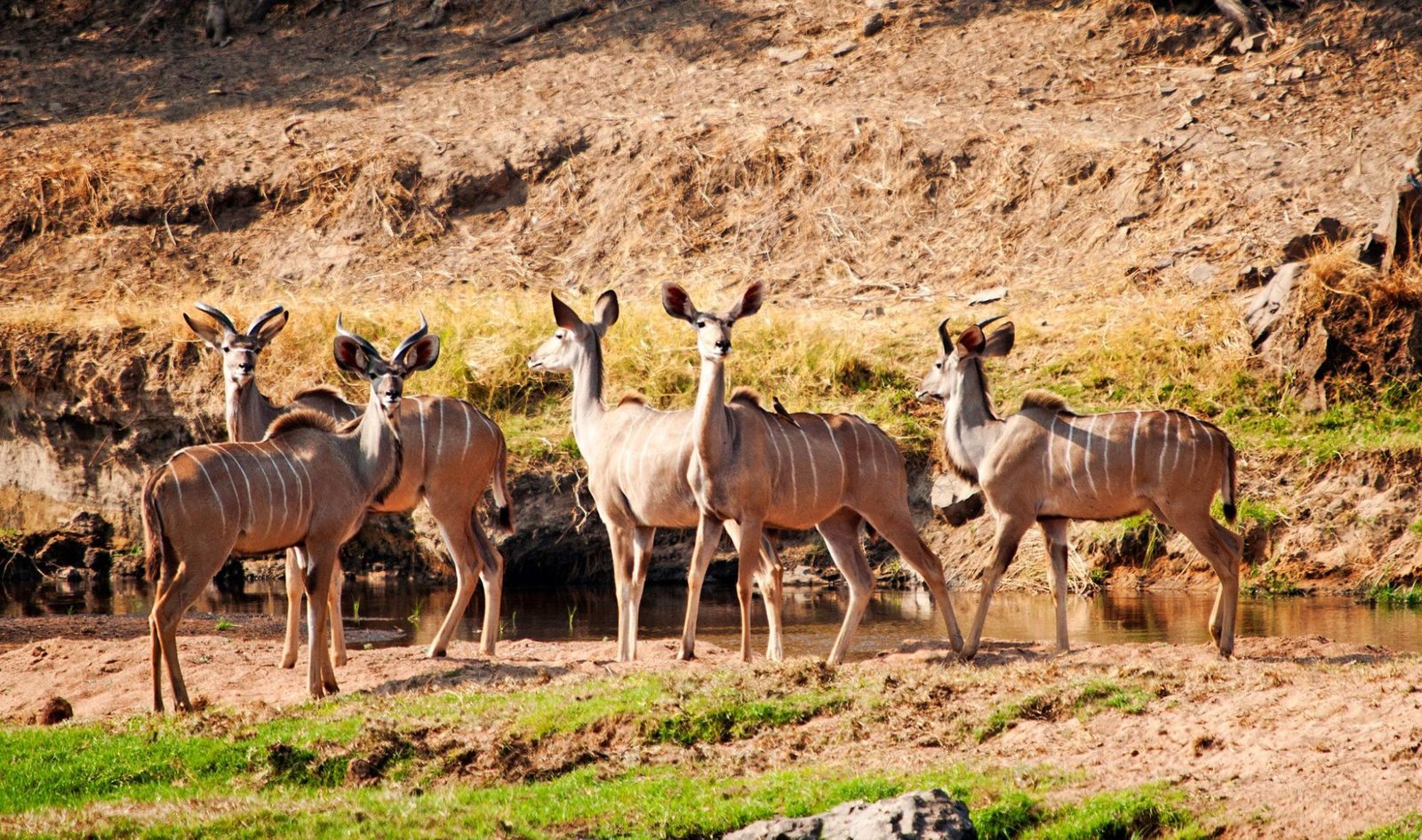 Ruaha Chogela Camp - view 2