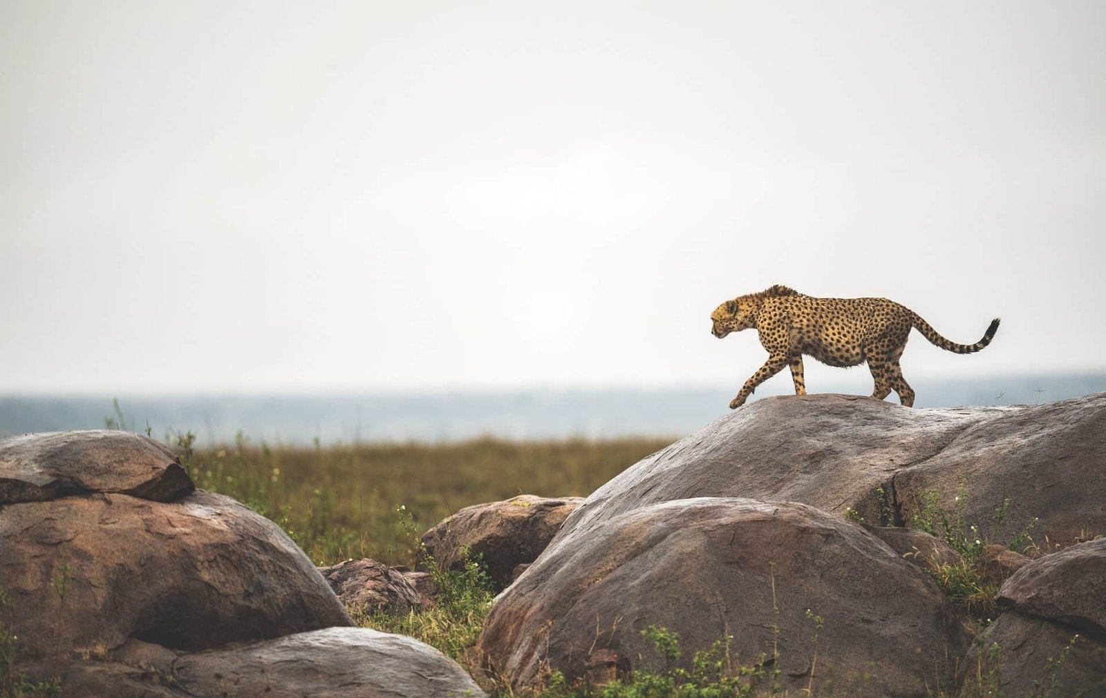 Namiri Plains - view 5
