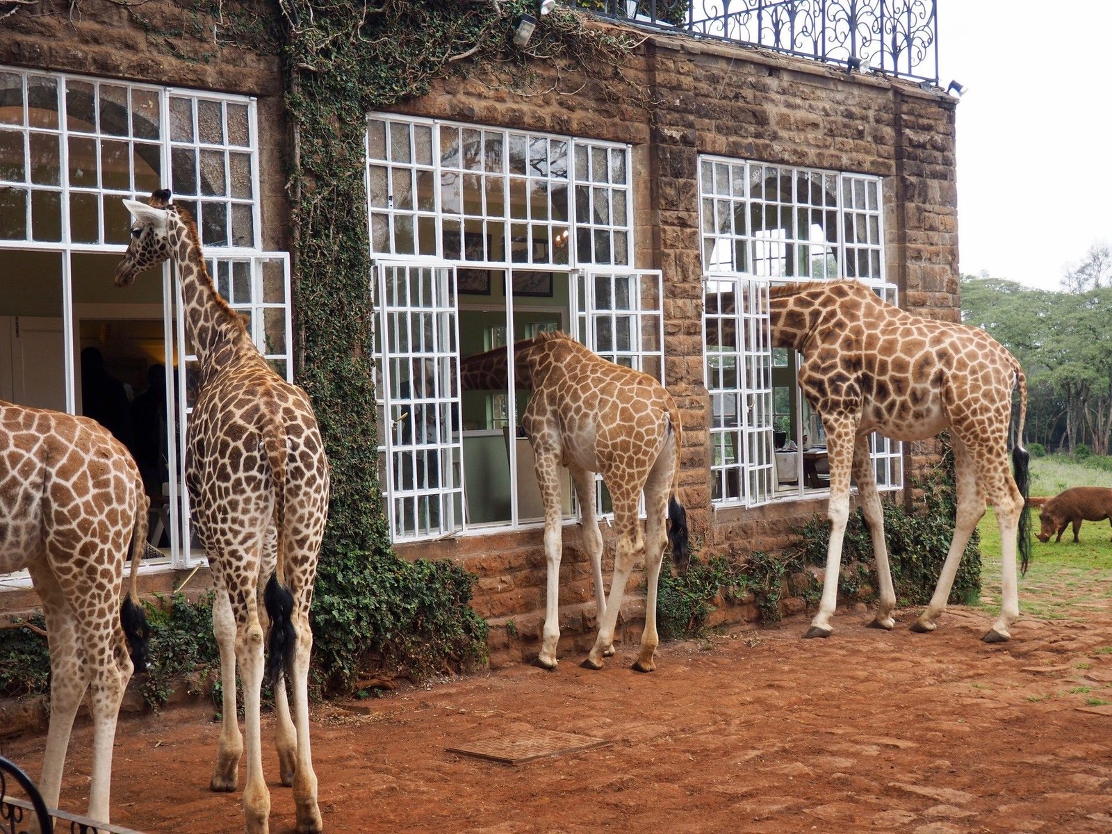 High-end Accommodation; Giraffe Manor Tanzania - view 2