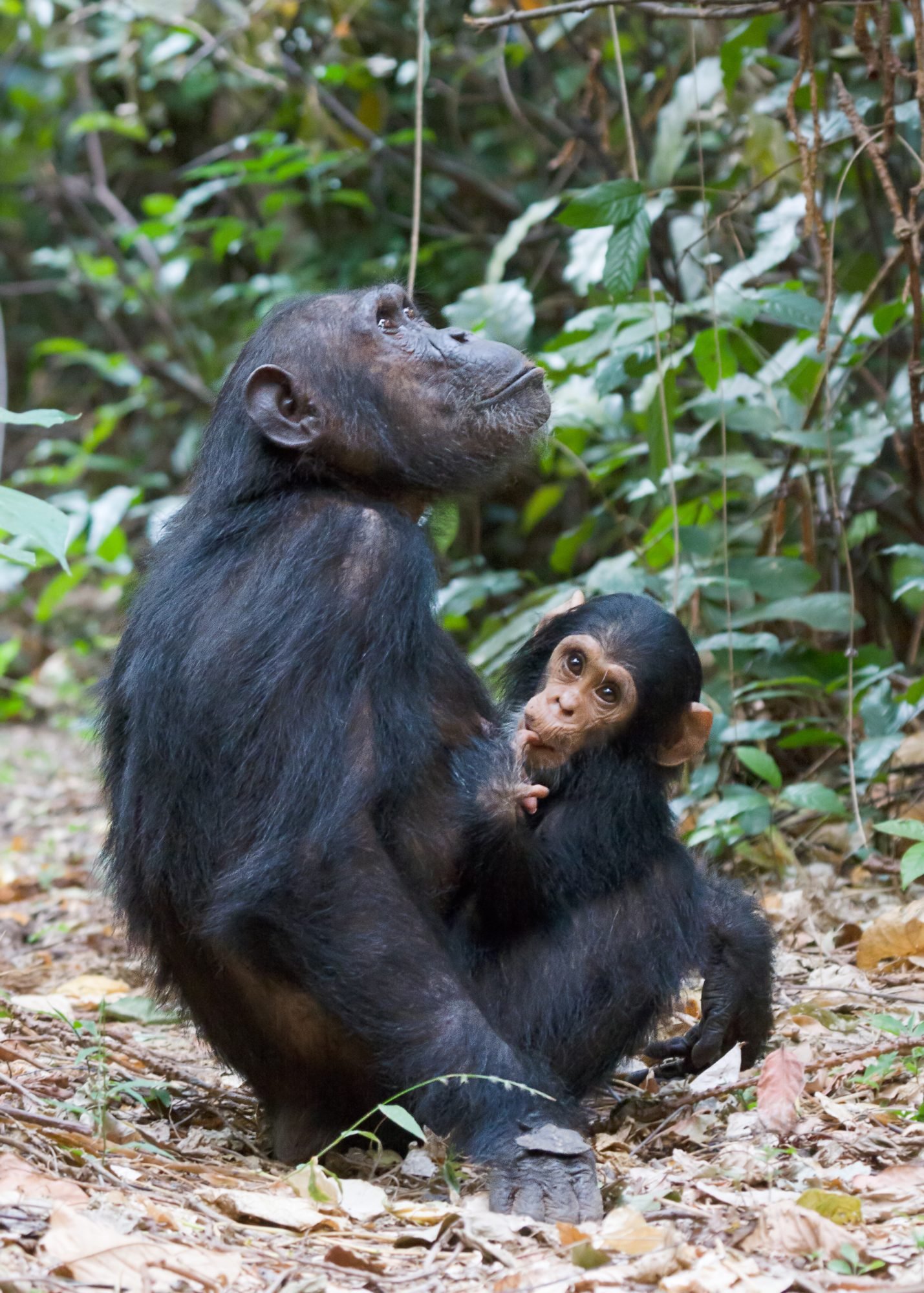 Gombe Stream National Park - High-End Luxury accommodation in Tanzania