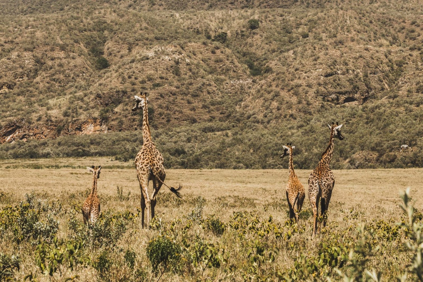 Aruba Mara Camp and Safari - view 2