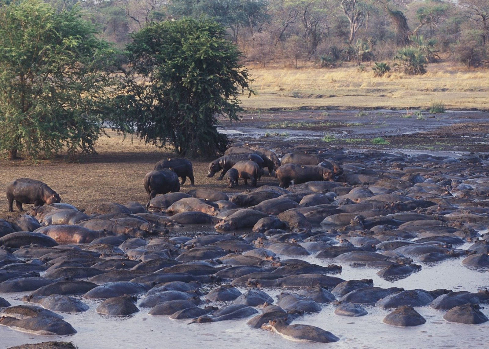 Katavi Wildlife Camp - view 2