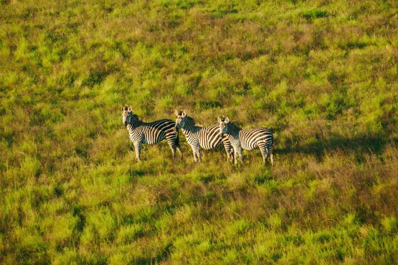 Mikumi Wildlife Lodge