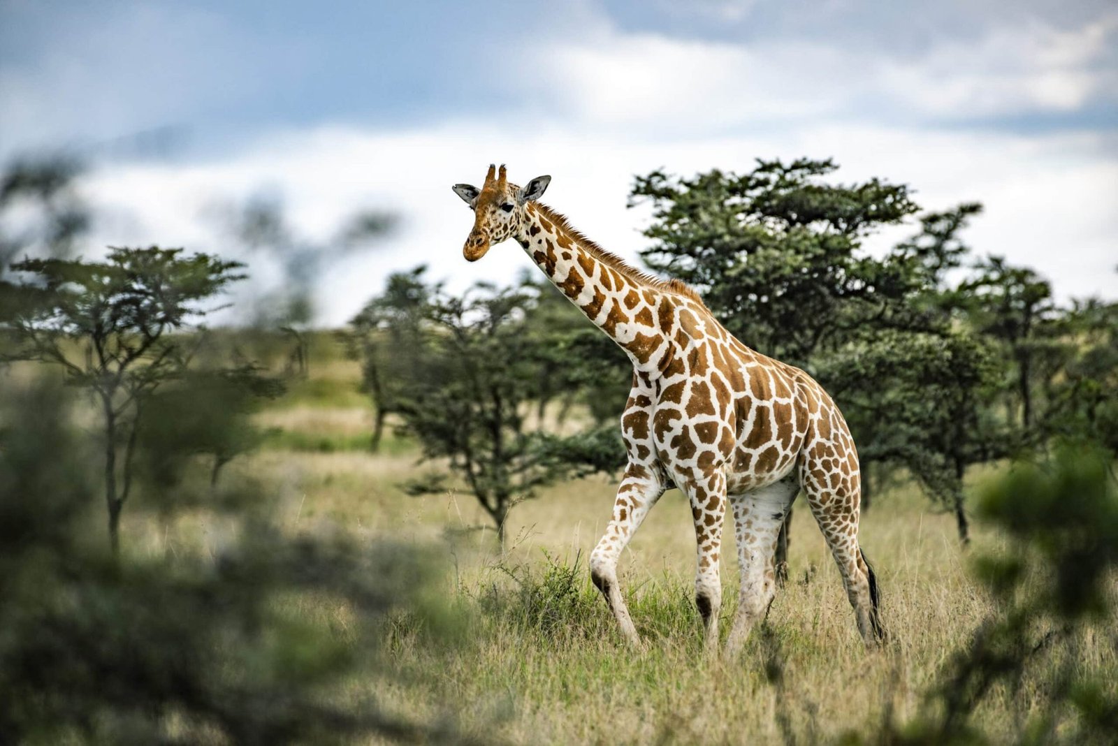 Aruba Mara Camp and Safari