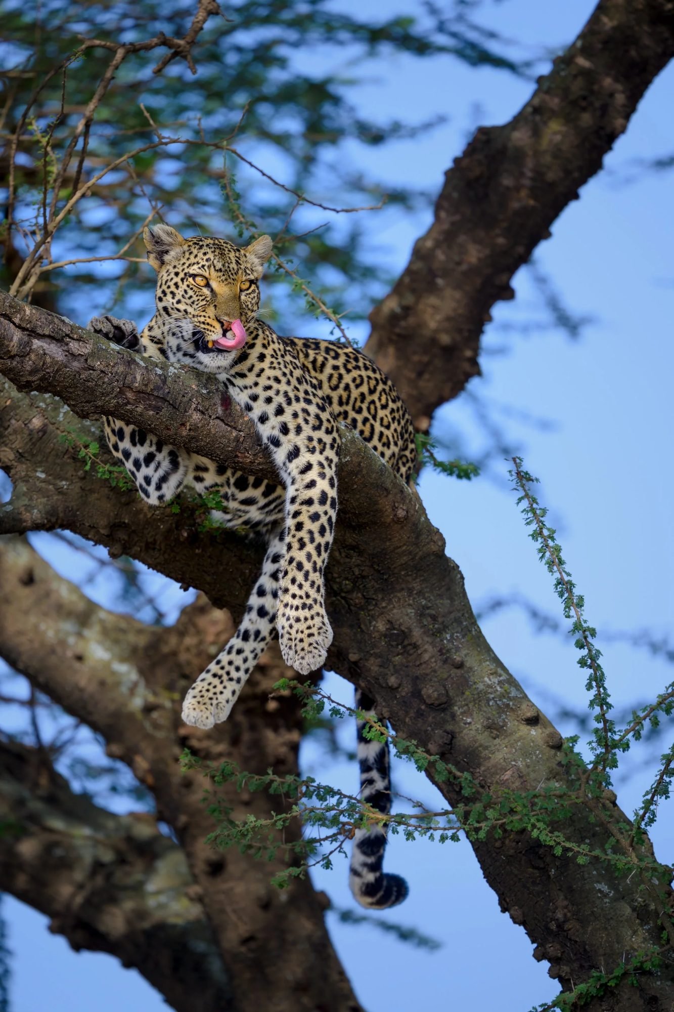 Namiri Plains