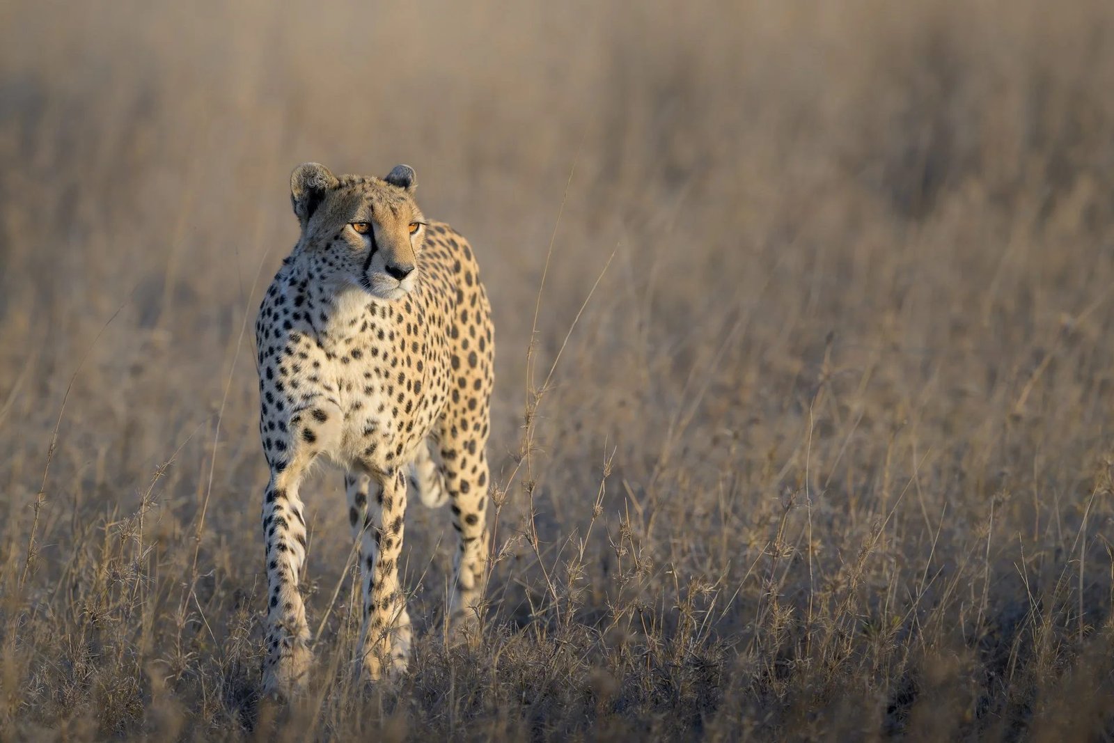 Namiri Plains - view 4