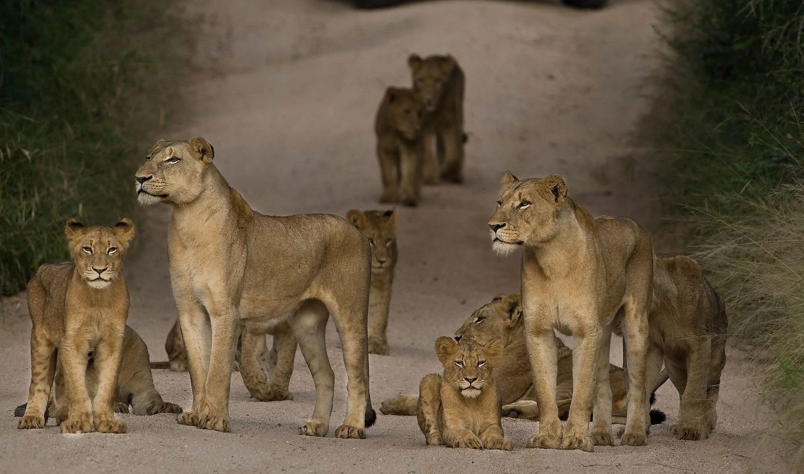Ruaha Hilltop - view 4