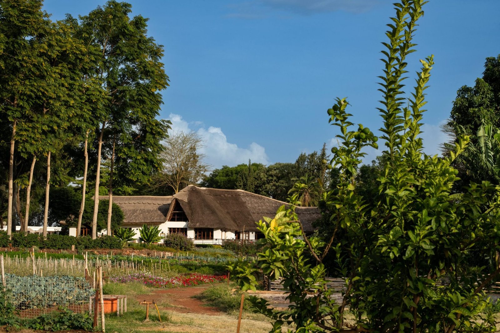 Ngorongoro Farm House - view 5